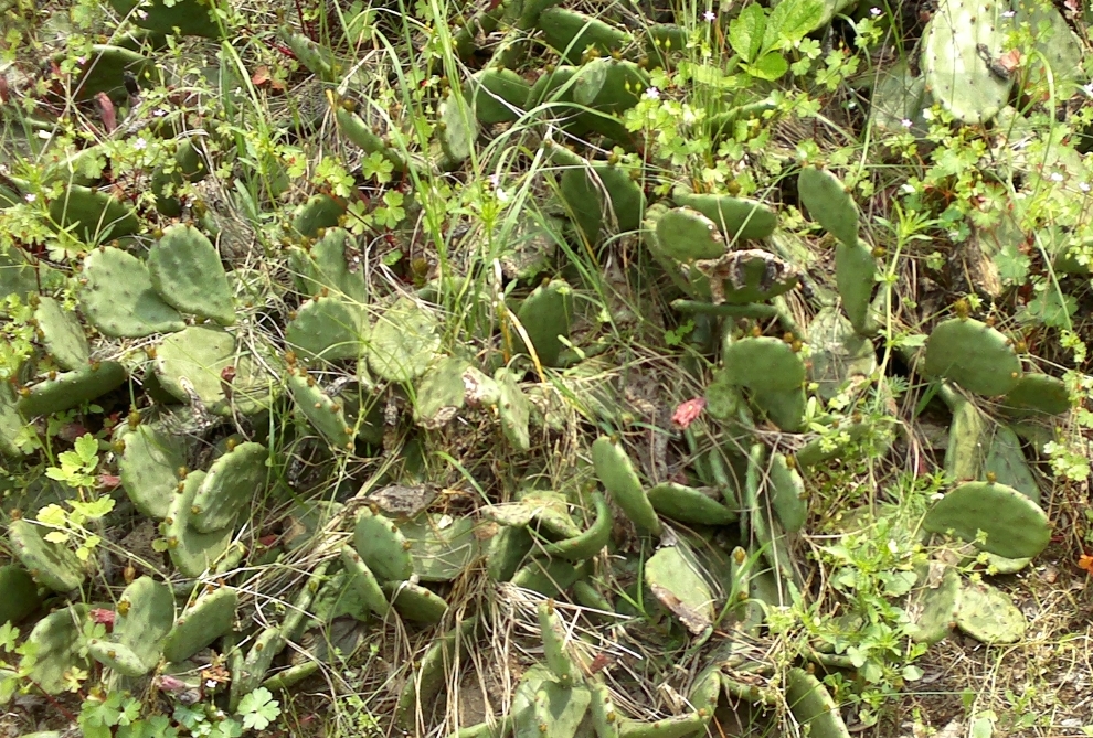 kaktusi